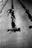 Fabio Sgroi - Beograd_15
