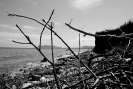 Oreto Bandita 2014_18